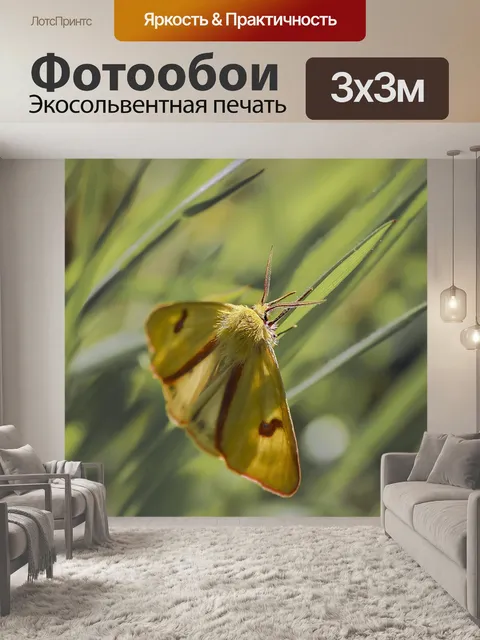 Фотообои Бабочка