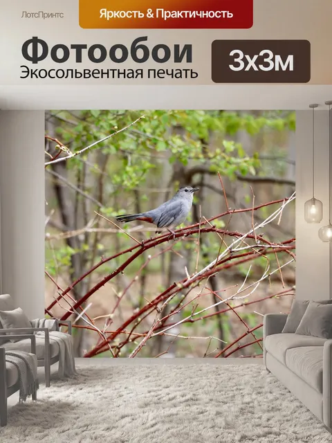 Фотообои Птица