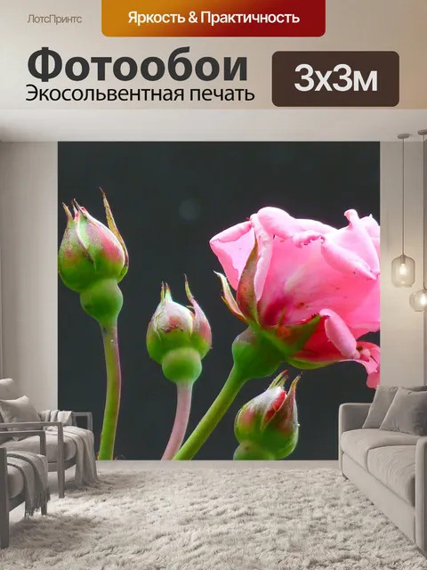 Фотообои Роза