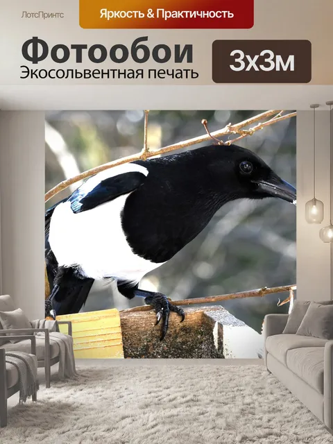 Фотообои Сорока