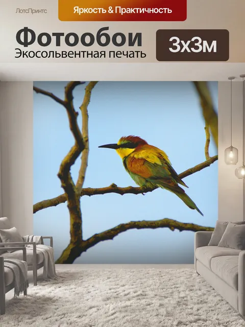 Фотообои Пчелоед