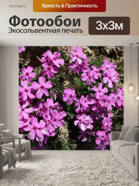 Фотообои Разгул флоксы, Цветы Розы