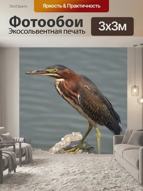 Фотообои Птица