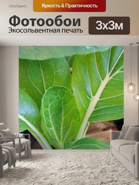 Фотообои Bokchoi листья закрыть