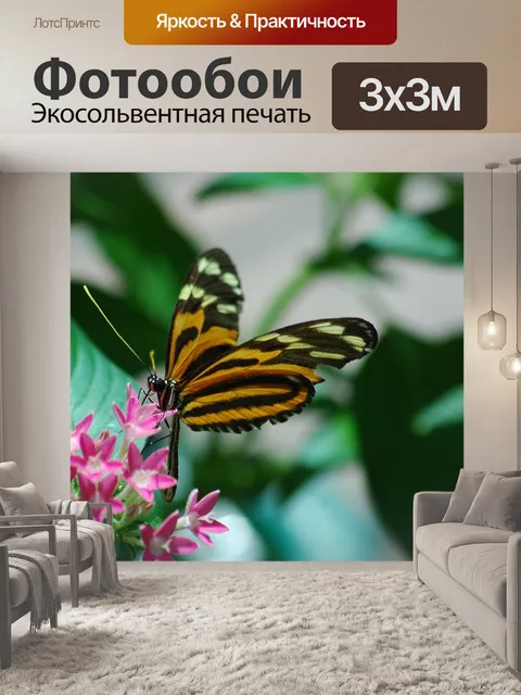 Фотообои Красивая бабочка
