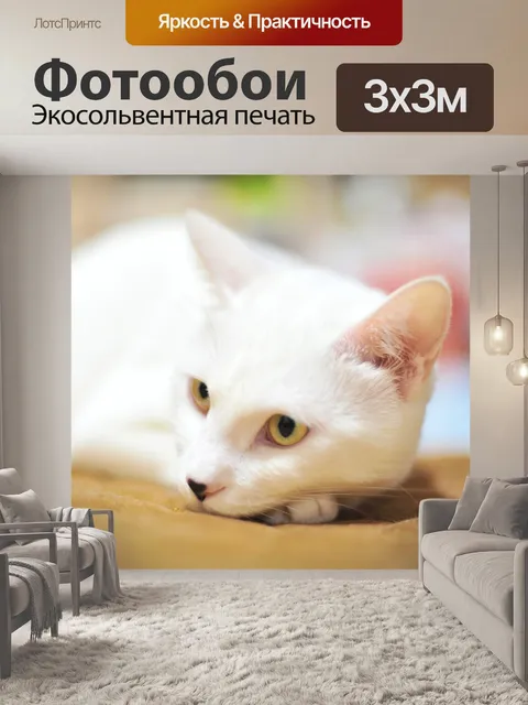 Фотообои Кошка
