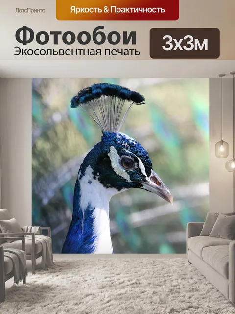 Фотообои Павлин