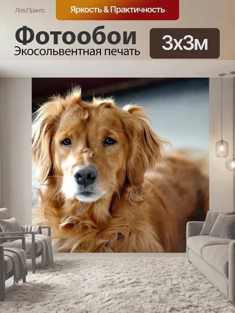 Фотообои Собака