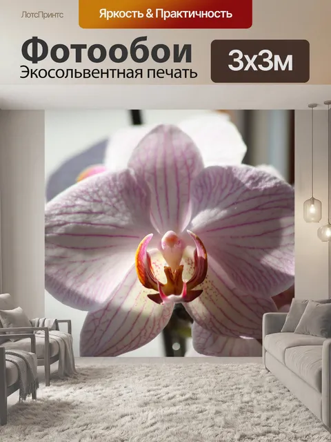 Фотообои Орхидея