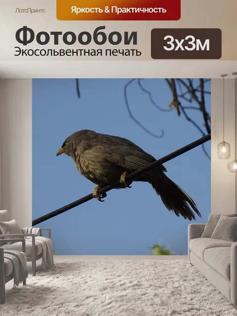 Фотообои Птица