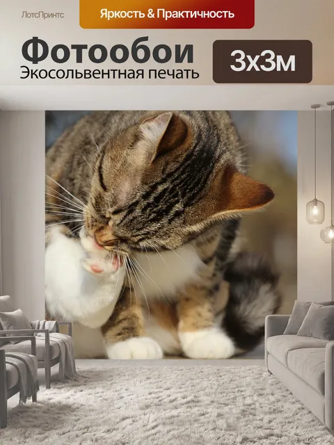 Фотообои Кот