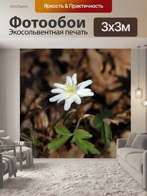 Фотообои Подлесок