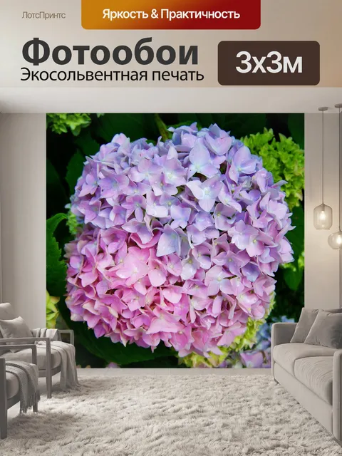 Фотообои Бледно-лилово-розовая гортензия