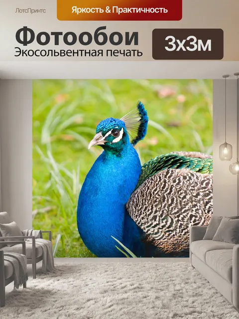 Фотообои Павлин, Павлин Птица