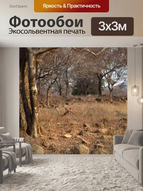 Фотообои Лес 54
