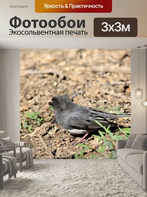 Фотообои Темноглазый Джанко