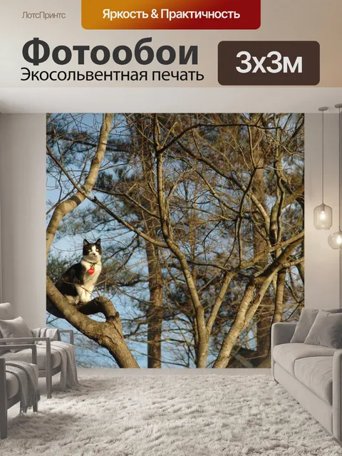 Фотообои Кошка