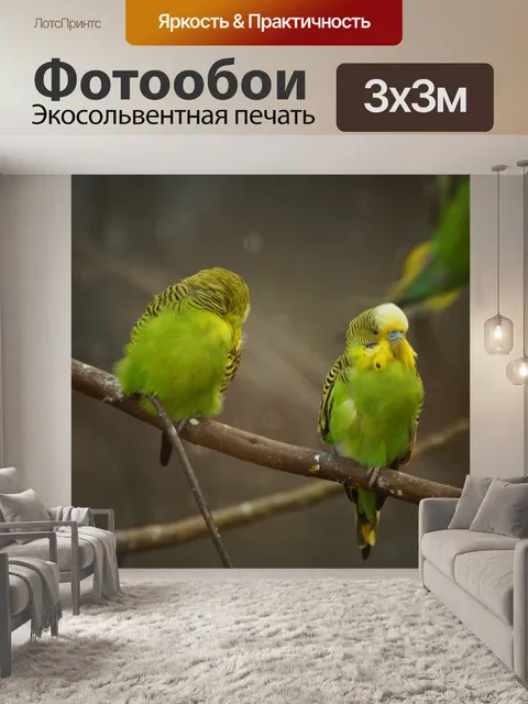 Фотообои Волнистый попугайчик попугай птица