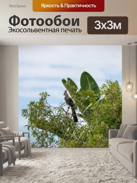 Фотообои Птица
