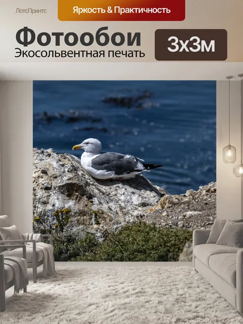 Фотообои чайка у океана