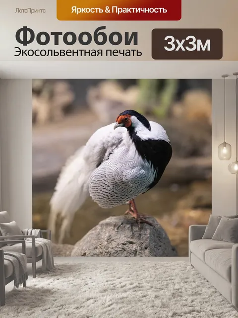 Фотообои Птица
