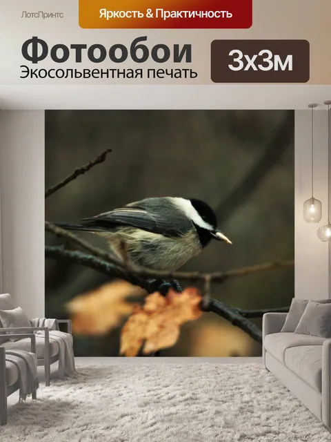 Фотообои Carolina Chickadee с семенами