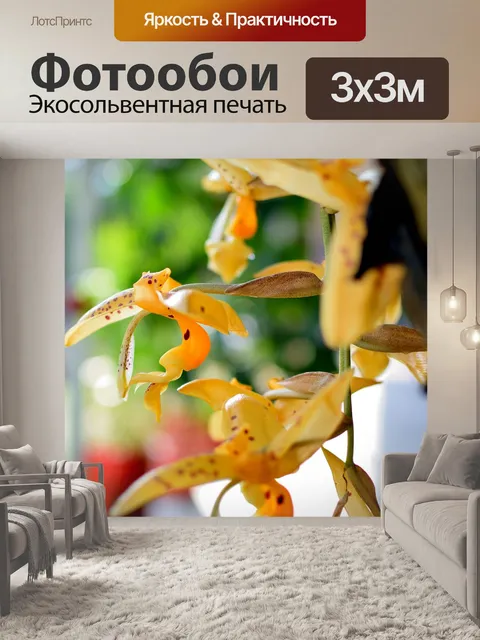 Фотообои Орхидея