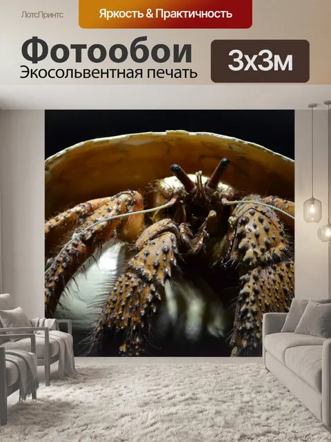 Фотообои Краб