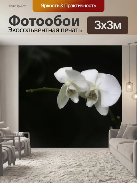 Фотообои Орхидея