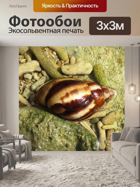 Фотообои Оболочка