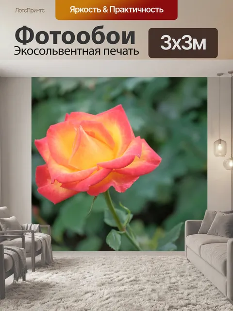 Фотообои Роза изолирована