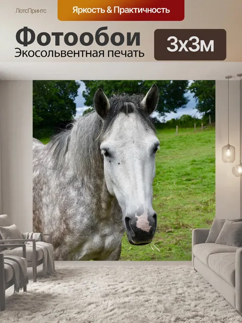 Фотообои Лошадь