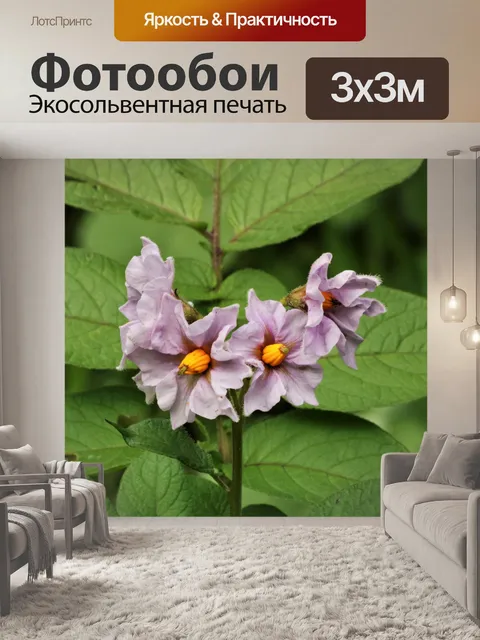 Фотообои Картофельные Растения Цветы