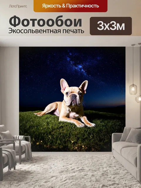 Фотообои герда, французский бульдог, поднимает глаза к звёздам, лежа на травяном холме