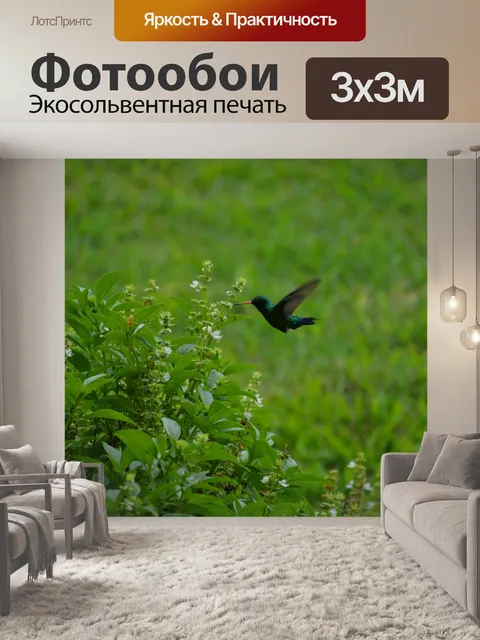 Фотообои Колибри