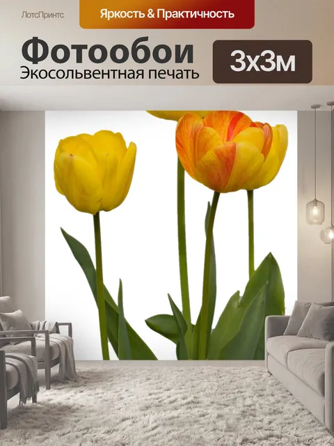 Фотообои Тюльпан цветы, изолированных