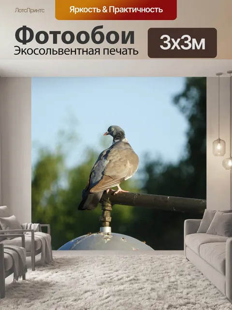Фотообои Голубь