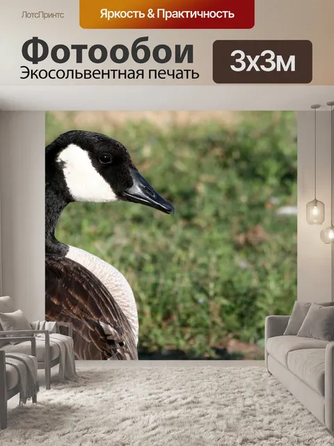 Фотообои Канатная гусиная рамка