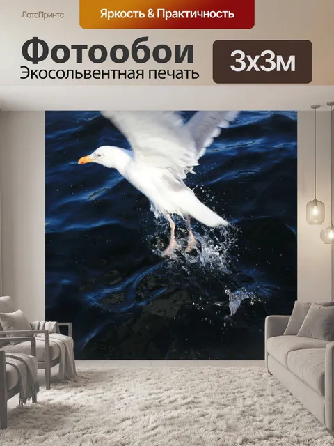 Фотообои Чайка