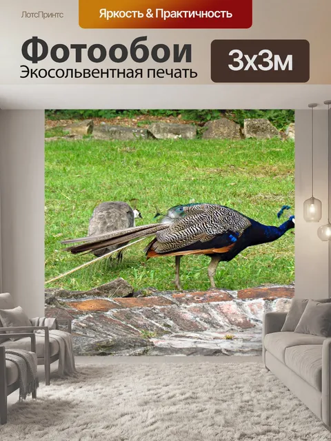 Фотообои Павлин