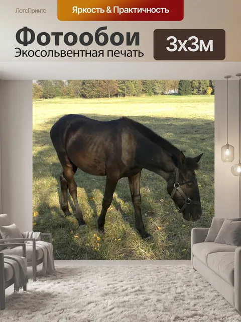 Фотообои Лошади