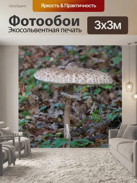 Фотообои Гриб