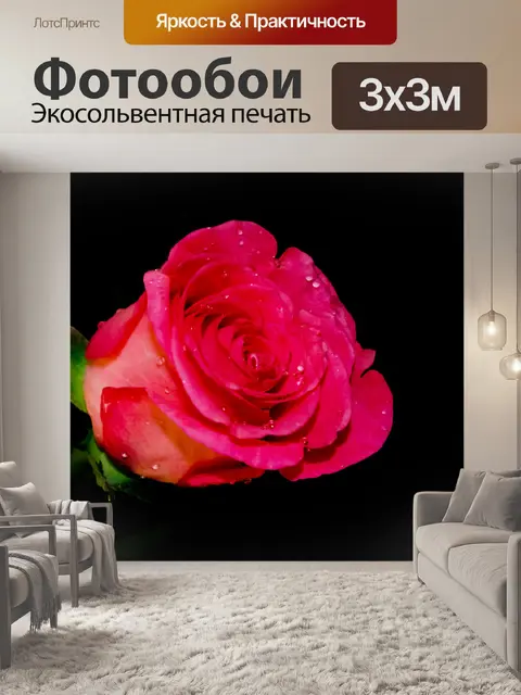Фотообои Роза на черном фоне