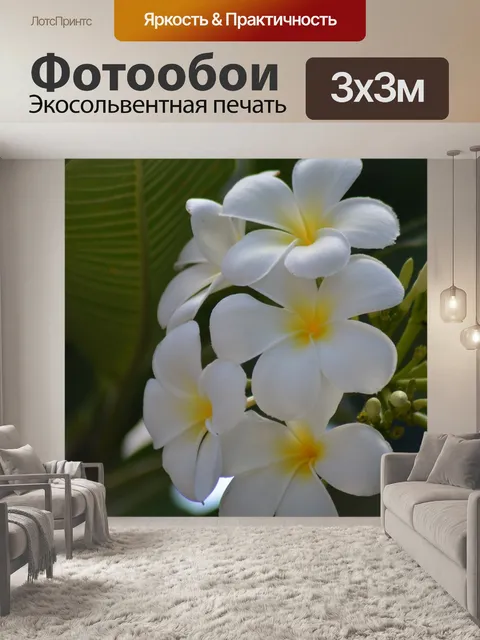 Фотообои Цветы франжипани