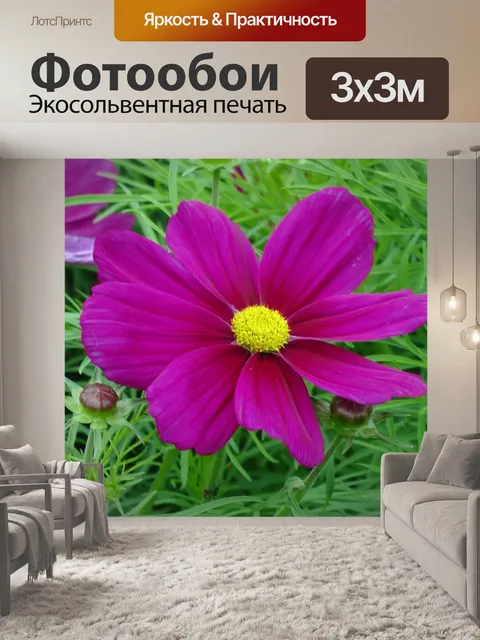 Фотообои Фиолетовый и желтый цветок