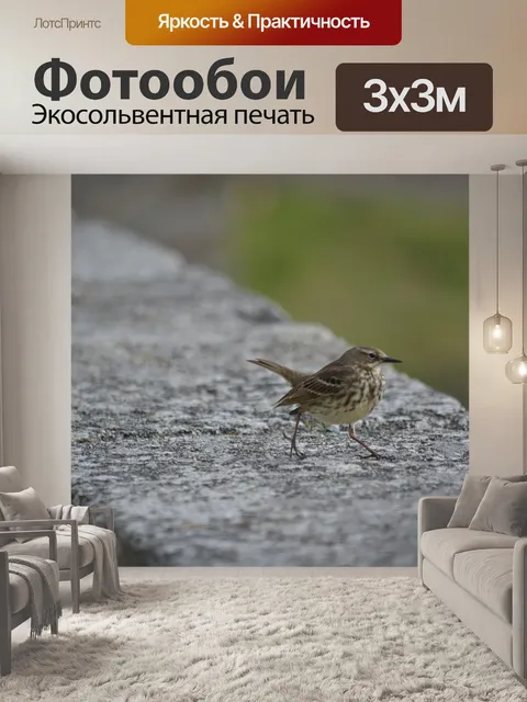 Фотообои Молодой воробей