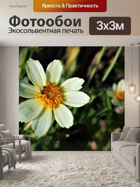 Фотообои Белый кореопсис и пчела крупным планом