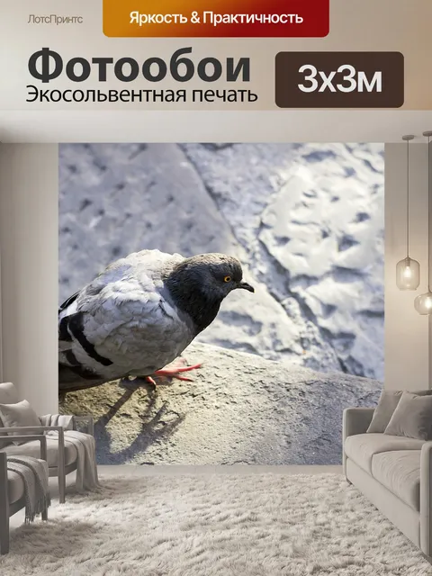 Фотообои Голубь
