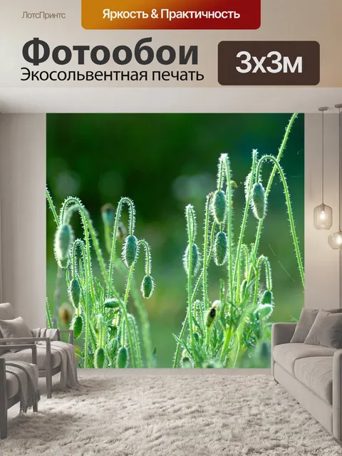 Фотообои Маки