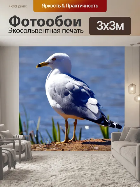 Фотообои Чайка